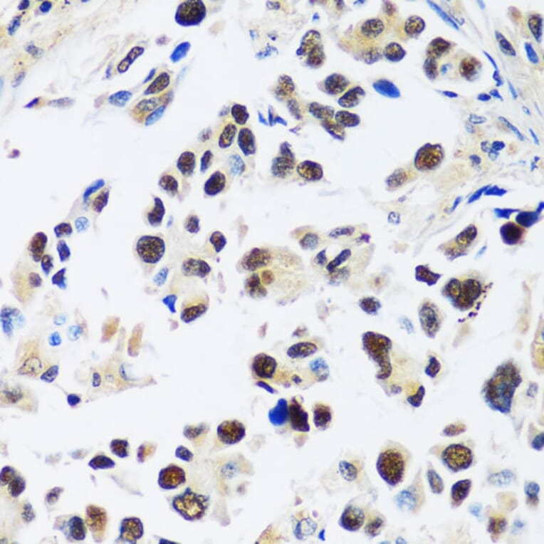 Immunohistochemistry - Anti-ASCL4 Antibody (A88635) - Antibodies.com