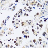 Immunohistochemistry - Anti-ASCL4 Antibody (A88635) - Antibodies.com