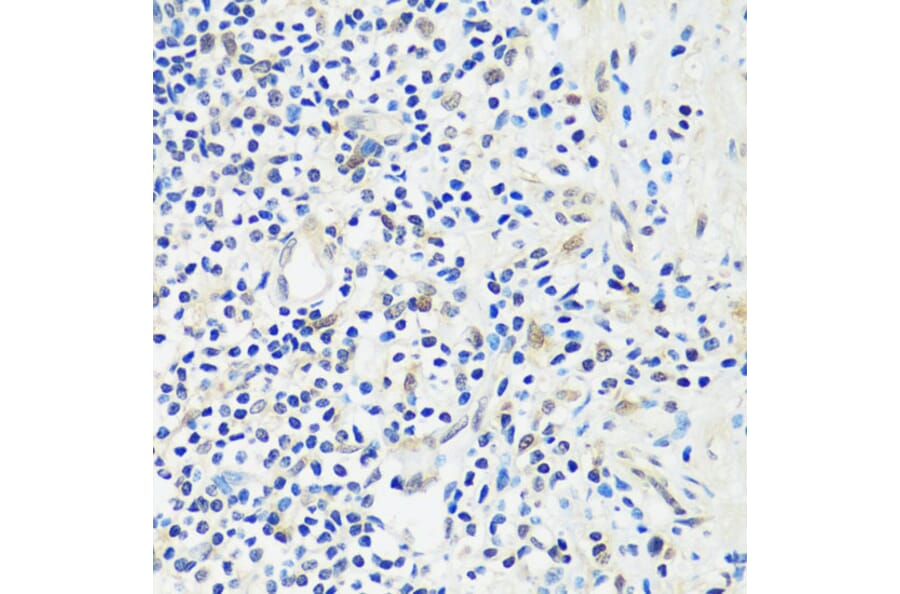 Immunohistochemistry - Anti-ASCL4 Antibody (A88635) - Antibodies.com