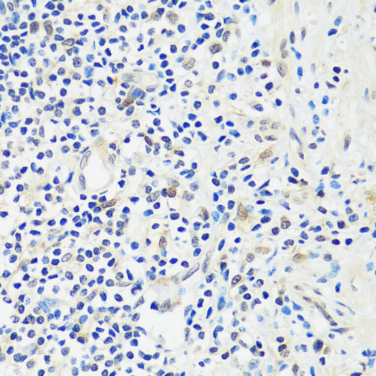 Immunohistochemistry - Anti-ASCL4 Antibody (A88635) - Antibodies.com