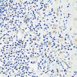 Immunohistochemistry - Anti-ASCL4 Antibody (A88635) - Antibodies.com