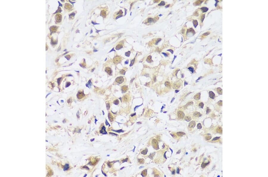 Immunohistochemistry - Anti-ASCL4 Antibody (A88635) - Antibodies.com