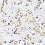 Immunohistochemistry - Anti-ASCL4 Antibody (A88635) - Antibodies.com