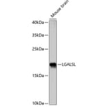 Western Blot - Anti-GRP Antibody (A88636) - Antibodies.com