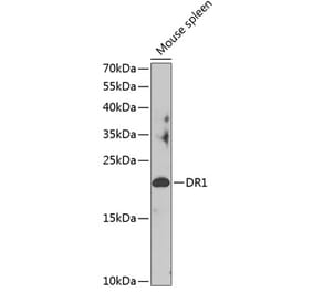 Western Blot - Anti-DR1 Antibody (A88637) - Antibodies.com