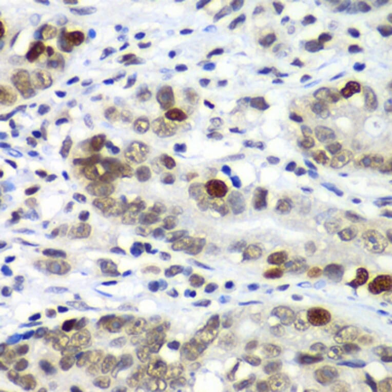 Immunohistochemistry - Anti-DR1 Antibody (A88637) - Antibodies.com