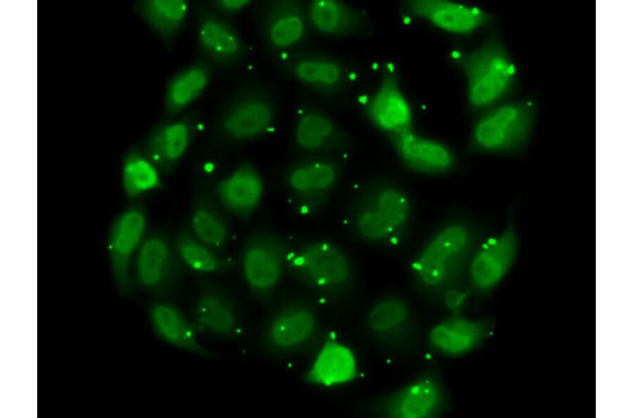 Immunofluorescence - Anti-DR1 Antibody (A88637) - Antibodies.com