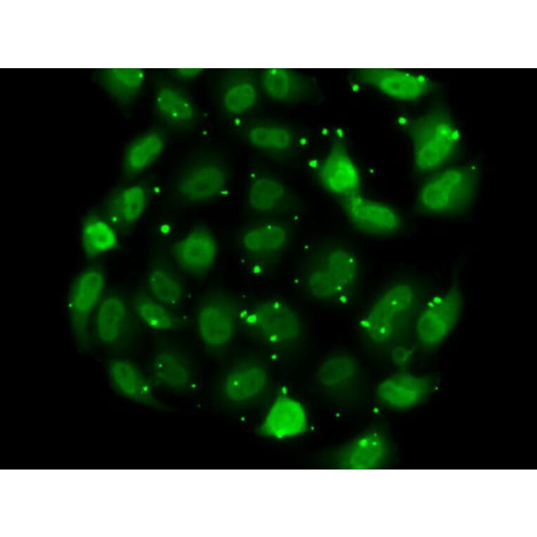 Immunofluorescence - Anti-DR1 Antibody (A88637) - Antibodies.com