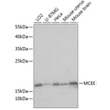 Western Blot - Anti-MCEE Antibody (A88638) - Antibodies.com
