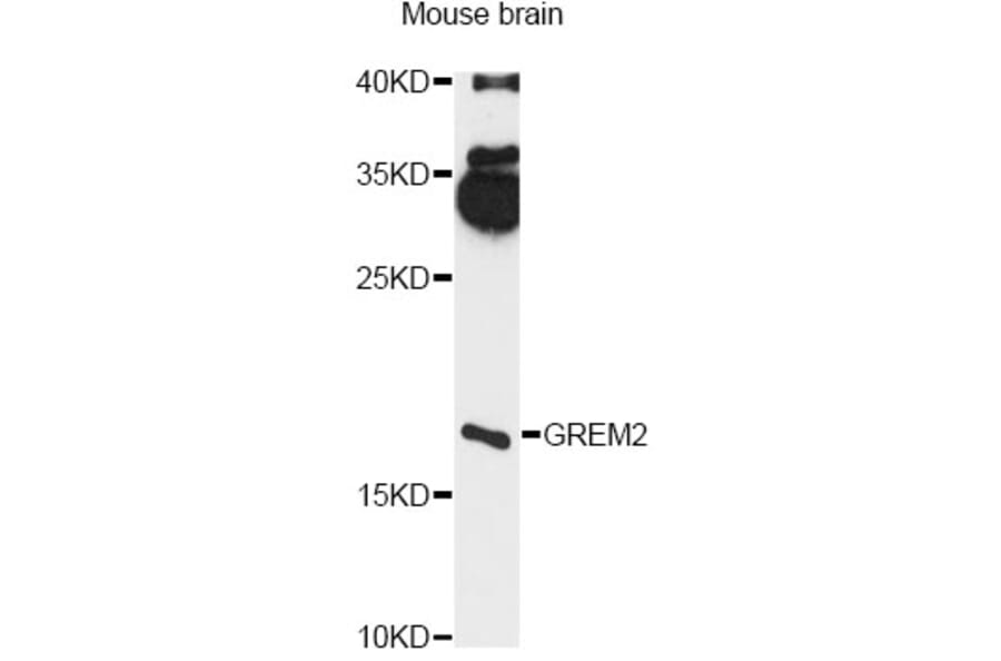 Western Blot - Anti-GREM2 Antibody (A14291) - Antibodies.com