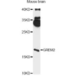Western Blot - Anti-GREM2 Antibody (A14291) - Antibodies.com