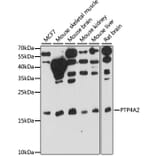 Western Blot - Anti-PTP4A2/PRL2 Antibody (A88644) - Antibodies.com