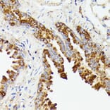 Immunohistochemistry - Anti-PTP4A2/PRL2 Antibody (A88644) - Antibodies.com