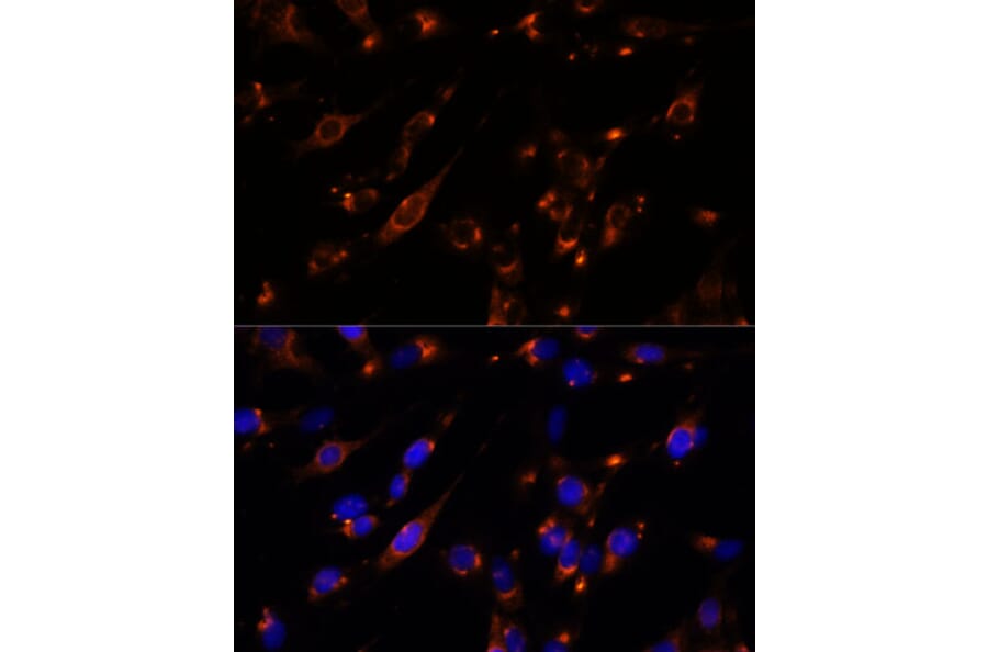 Immunofluorescence - Anti-PTP4A2/PRL2 Antibody (A88644) - Antibodies.com