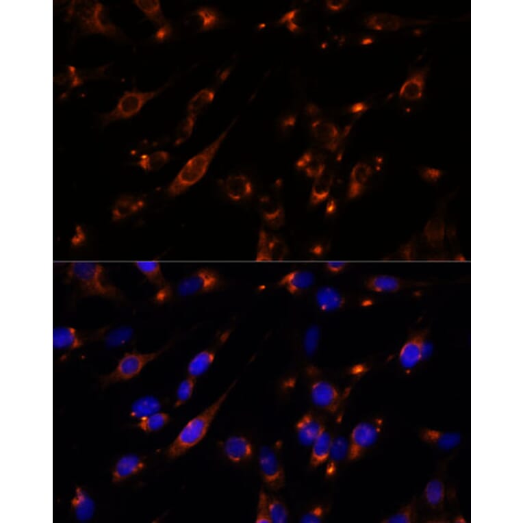 Immunofluorescence - Anti-PTP4A2/PRL2 Antibody (A88644) - Antibodies.com