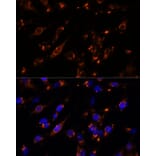 Immunofluorescence - Anti-PTP4A2/PRL2 Antibody (A88644) - Antibodies.com