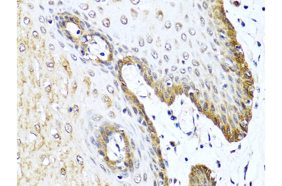 Immunohistochemistry - Anti-VIP Antibody (A88645) - Antibodies.com