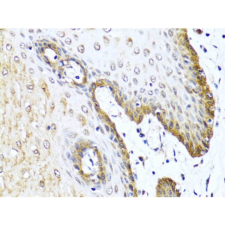 Immunohistochemistry - Anti-VIP Antibody (A88645) - Antibodies.com