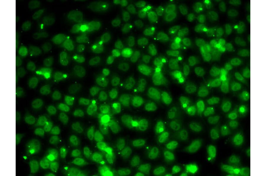 Immunofluorescence - Anti-RPA14/RPA3 Antibody (A88646) - Antibodies.com