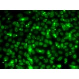 Immunofluorescence - Anti-RPA14/RPA3 Antibody (A88646) - Antibodies.com