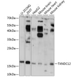 Western Blot - Anti-ERp18 Antibody (A88647) - Antibodies.com