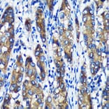 Immunohistochemistry - Anti-ERp18 Antibody (A88647) - Antibodies.com