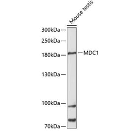 Western Blot - Anti-MDC1 Antibody (A88650) - Antibodies.com