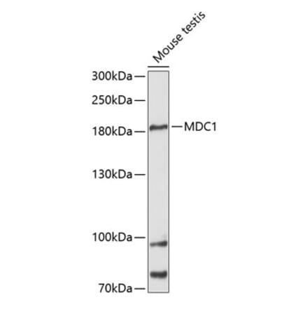 Western Blot - Anti-MDC1 Antibody (A88650) - Antibodies.com