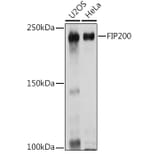 Western Blot - Anti-FIP200 Antibody (A88652) - Antibodies.com