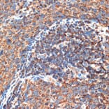 Immunohistochemistry - Anti-FIP200 Antibody (A88652) - Antibodies.com