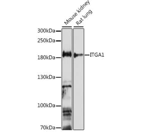 Western Blot - Anti-Integrin alpha 1 Antibody (A88653) - Antibodies.com