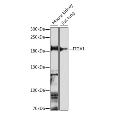 Western Blot - Anti-Integrin alpha 1 Antibody (A88653) - Antibodies.com