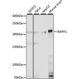 Western Blot - Anti-RAPH1 Antibody (A88655) - Antibodies.com