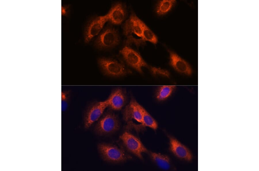 Immunofluorescence - Anti-RAPH1 Antibody (A88655) - Antibodies.com