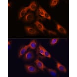 Immunofluorescence - Anti-RAPH1 Antibody (A88655) - Antibodies.com