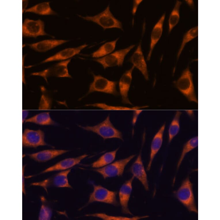 Immunofluorescence - Anti-RAPH1 Antibody (A88655) - Antibodies.com