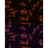 Immunofluorescence - Anti-RAPH1 Antibody (A88655) - Antibodies.com