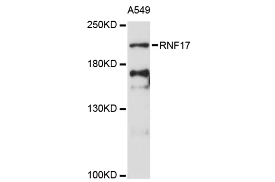 Western Blot - Anti-RNF17 Antibody (A13813) - Antibodies.com