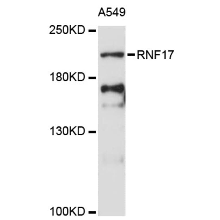 Western Blot - Anti-RNF17 Antibody (A13813) - Antibodies.com