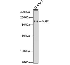 Western Blot - Anti-MAP4 Antibody (A88657) - Antibodies.com