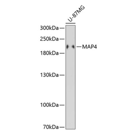 Western Blot - Anti-MAP4 Antibody (A88657) - Antibodies.com