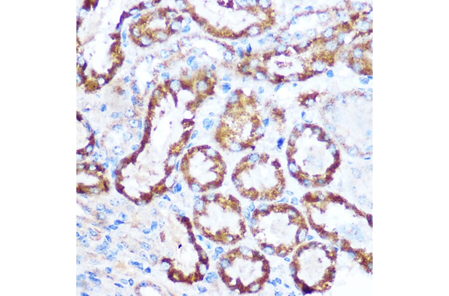 Immunohistochemistry - Anti-MAP4 Antibody (A88657) - Antibodies.com