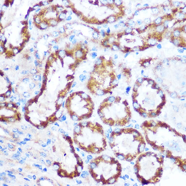 Immunohistochemistry - Anti-MAP4 Antibody (A88657) - Antibodies.com
