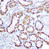 Immunohistochemistry - Anti-MAP4 Antibody (A88657) - Antibodies.com