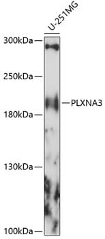 Western blot analysis of extracts of U-251MG cells, using Anti-PLXNA3 Antibody (A14907) at 1:1,000 dilution.
Secondary antibody: Goat Anti-Rabbit IgG (H+L) (HRP) (AS014) at 1:10,000 dilution.
Lysates / proteins: 25µg per lane.
Blocking buffer: 3% non-fat dry milk in TBST.
Detection: ECL Basic Kit (RM00020).
Exposure time: 90s.
