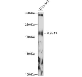 Western Blot - Anti-PLXNA3 Antibody (A88658) - Antibodies.com