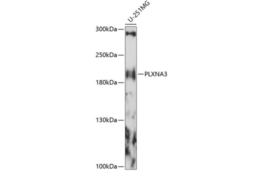 Western Blot - Anti-PLXNA3 Antibody (A88658) - Antibodies.com