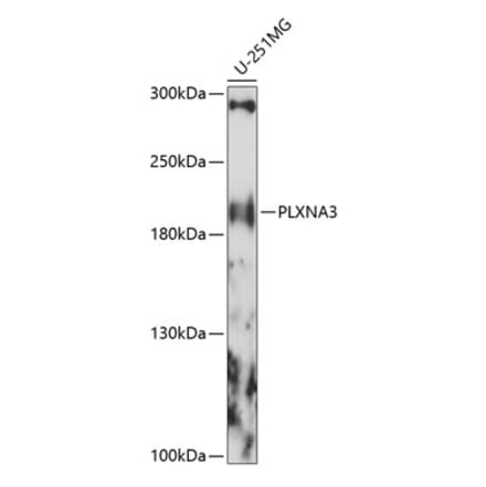 Western Blot - Anti-PLXNA3 Antibody (A88658) - Antibodies.com