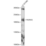 Western Blot - Anti-PLXNA3 Antibody (A88658) - Antibodies.com