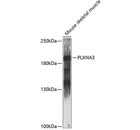 Western Blot - Anti-PLXNA3 Antibody (A88659) - Antibodies.com